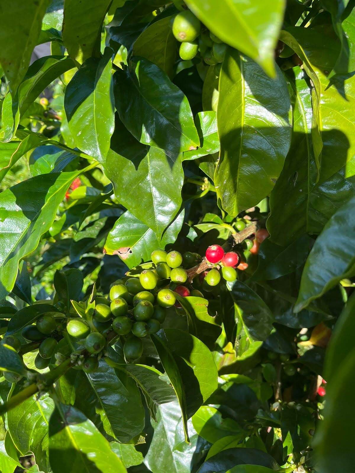 Coffee Intillacta 350gr. - Mashpi Chocolate
