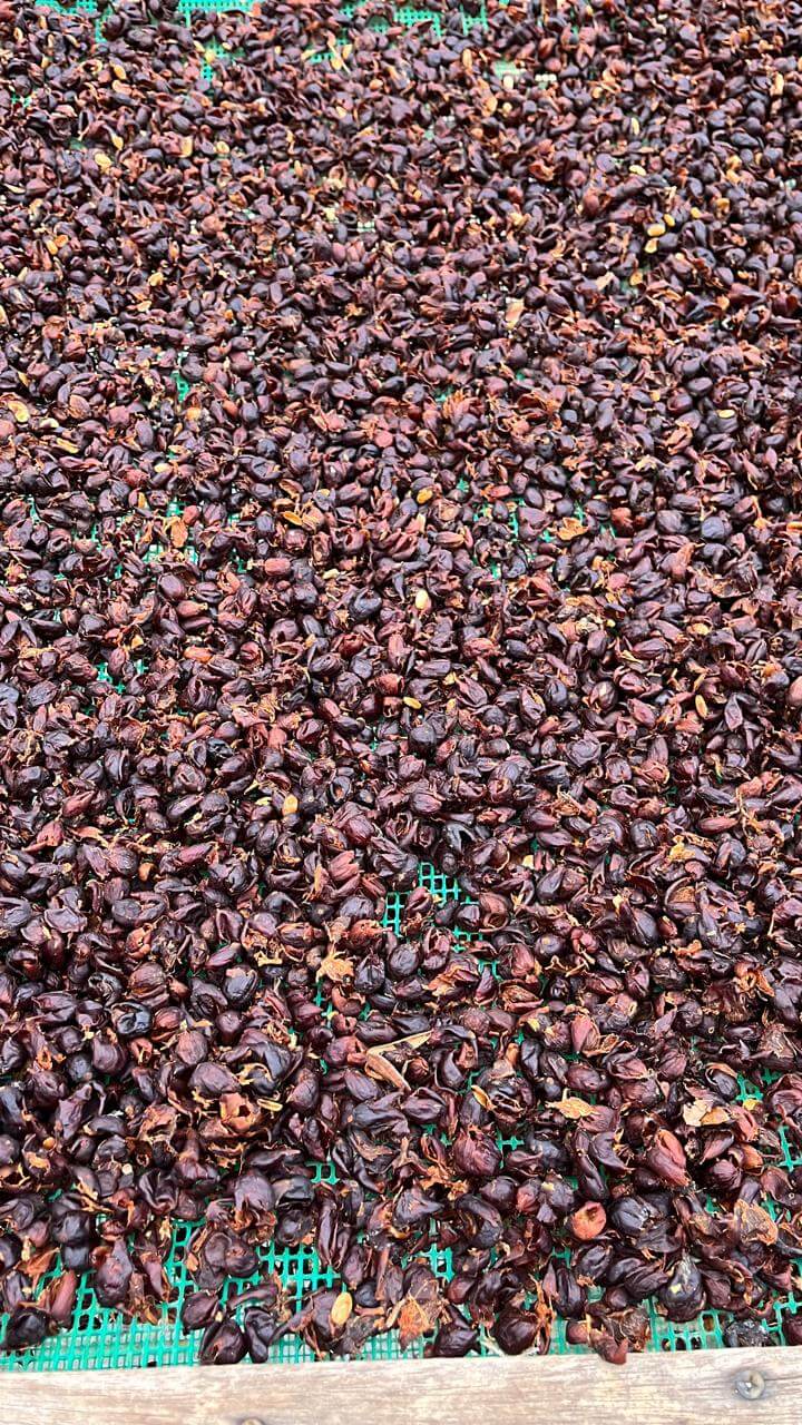 Coffee Intillacta 350gr. - Mashpi Chocolate