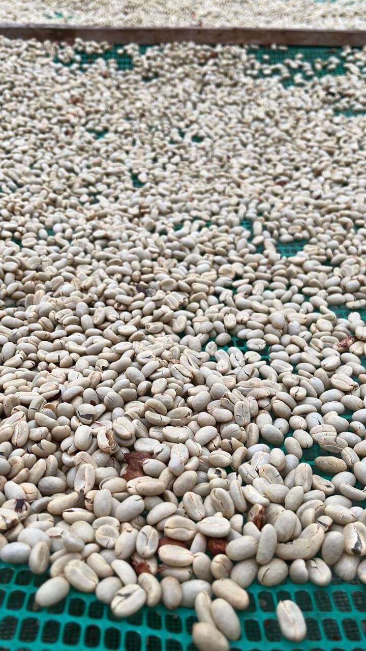 Coffee Intillacta 350gr. - Mashpi Chocolate