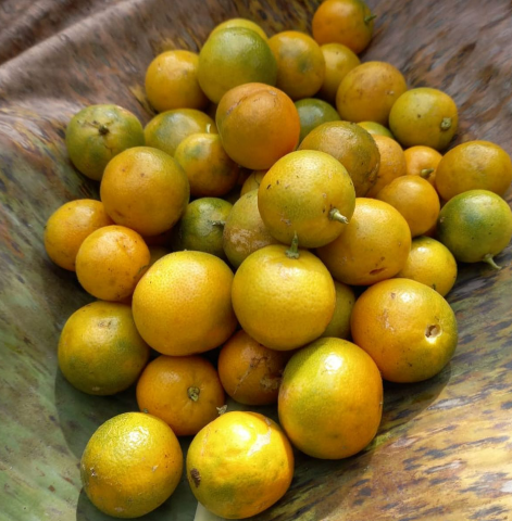 Calamondin Chocolate Bar - Mashpi Chocolate