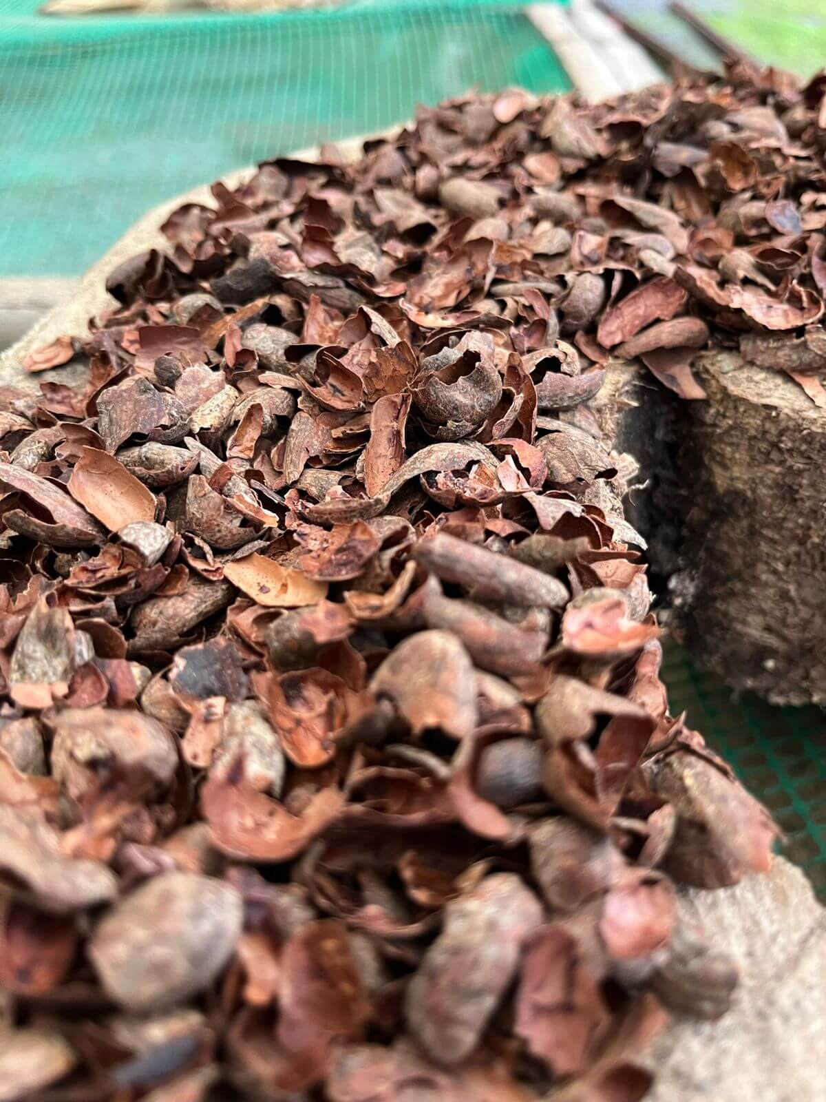 Cacao Husks for tea - Mashpi-Chocolate - Organic-chocolate