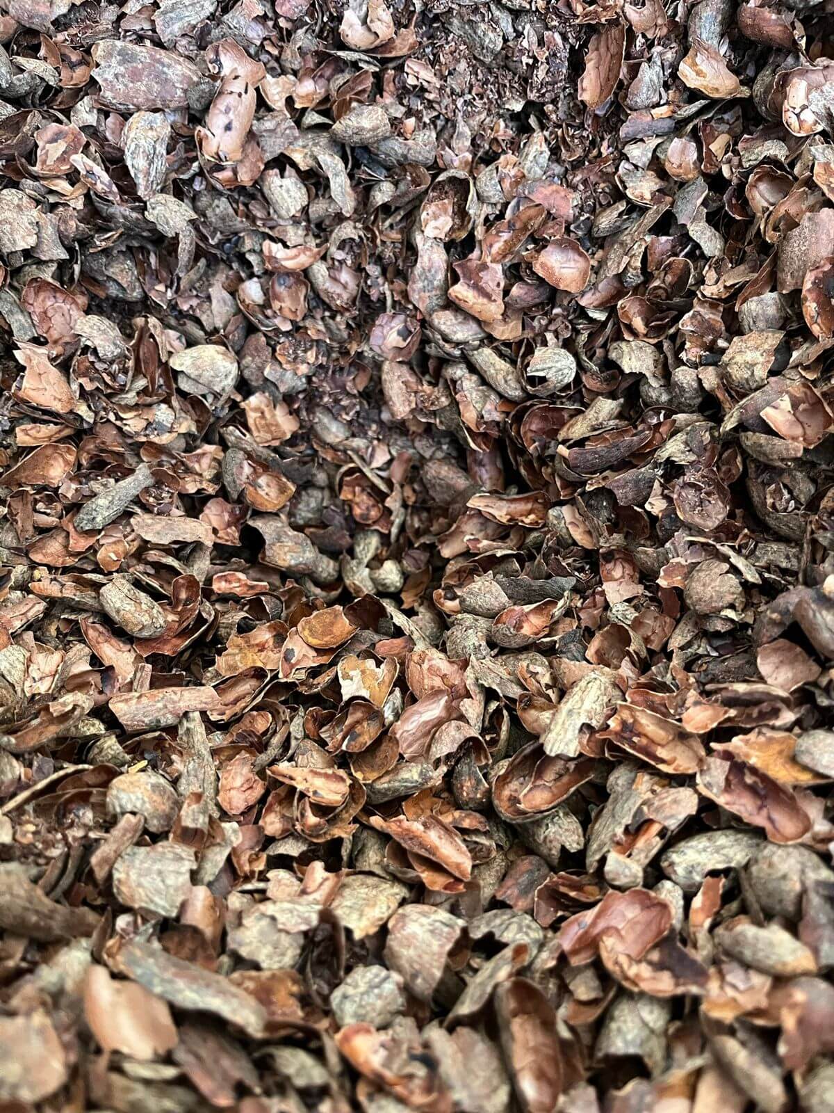 Cacao Husks for tea - Mashpi-Chocolate - Organic-chocolate