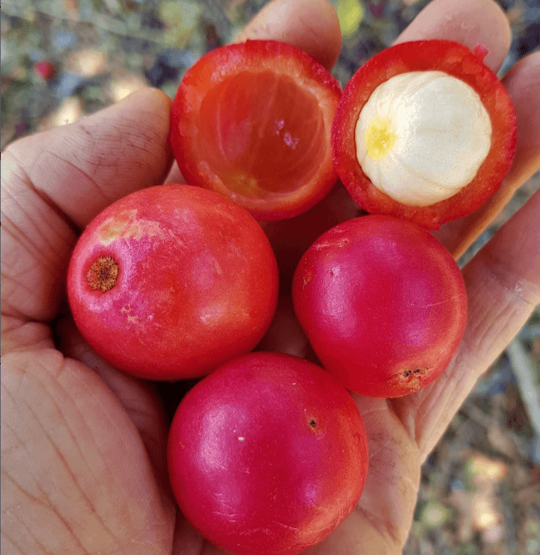 Barra 65% con Cereza de Brunei - Mashpi - Chocolates - Best-Chocolates-In-Ecuador 