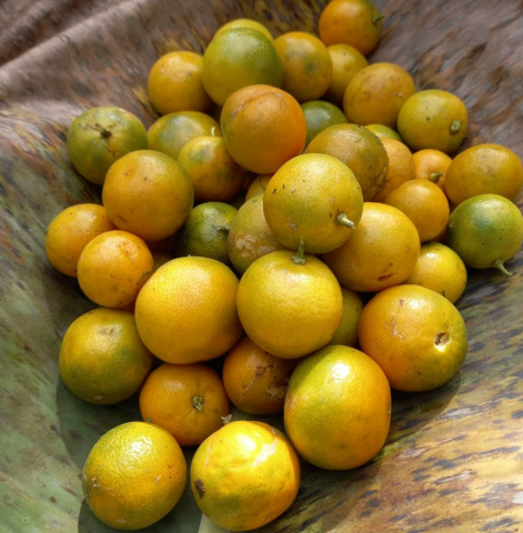 Calamondin Chocolate Bar - Mashpi Chocolate 